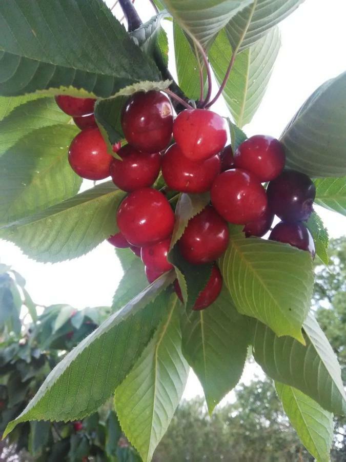 Supramurgia Agribistrot Cassano delle Murge Bagian luar foto